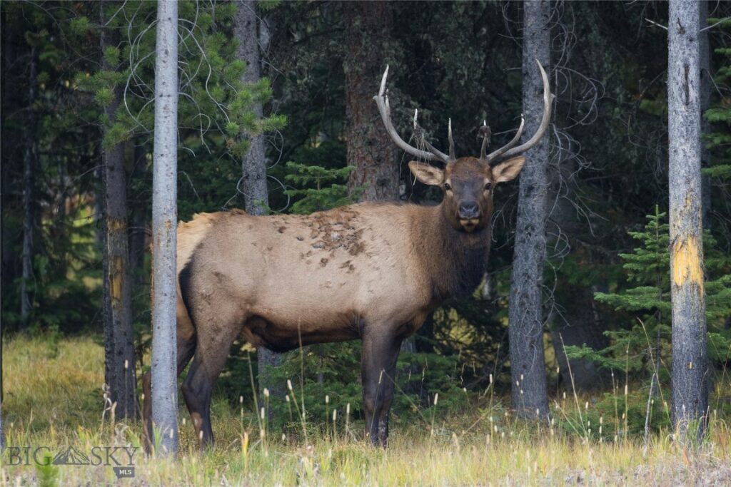 208 Outlook Trail, Big Sky MT 58716
