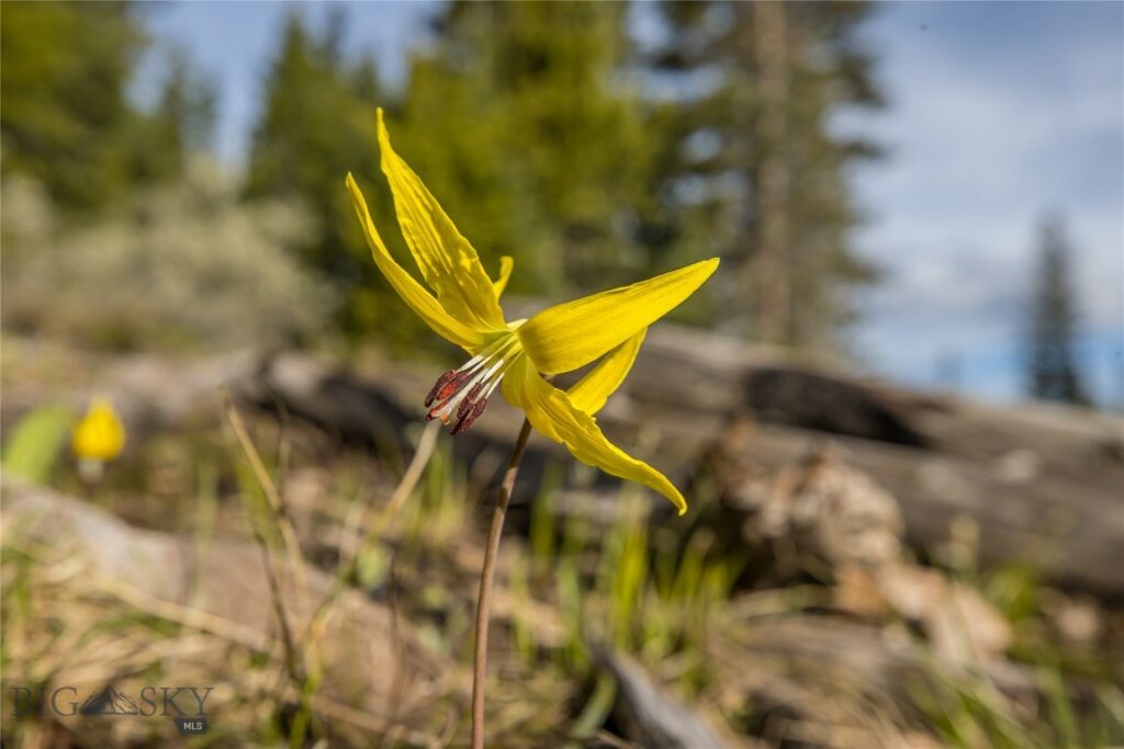 233 Wilderness Ridge, Big Sky MT 59716