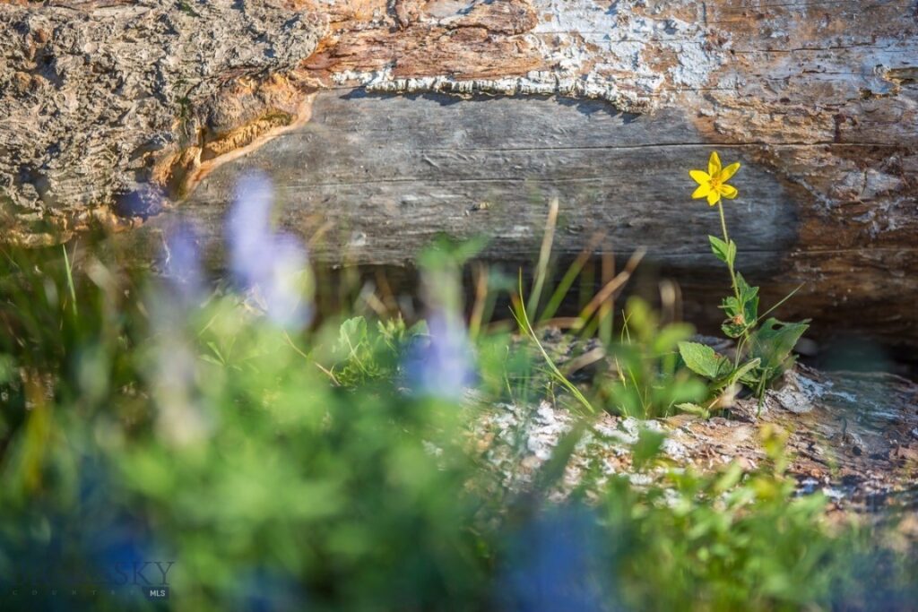 TBD Ridge Fork Road, Big Sky MT 59716