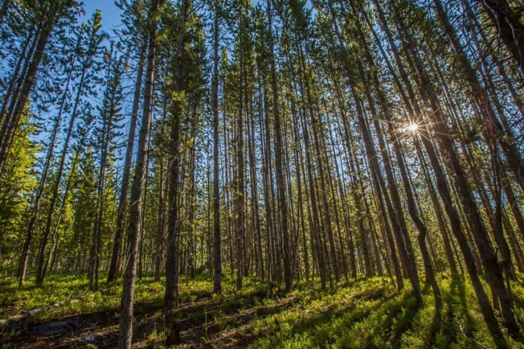 TBD Ridge Fork Road, Big Sky MT 59716