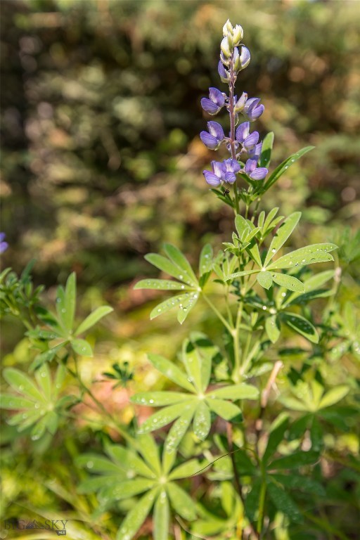 Lot 7 Skywood Road, Big Sky MT 59716