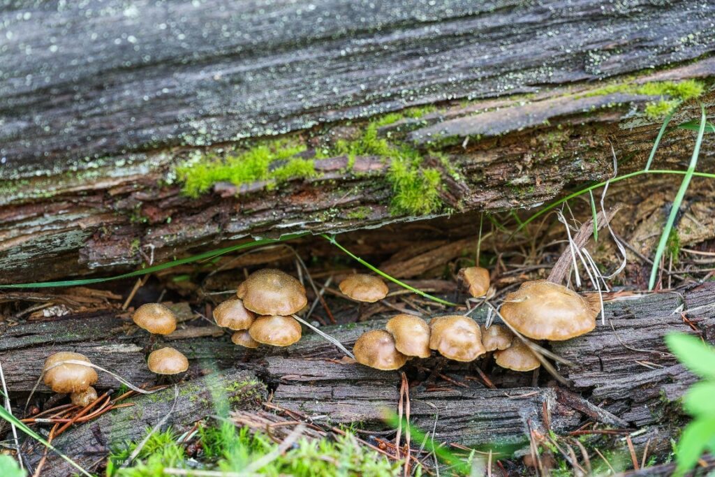 tbd Crown Butte – SPMC Ranch Lot 89, Big Sky MT 59716