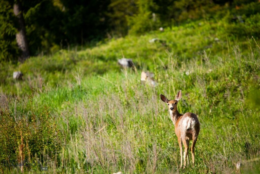 Lot 7 Trout Pond Lane, Big Sky MT 59716