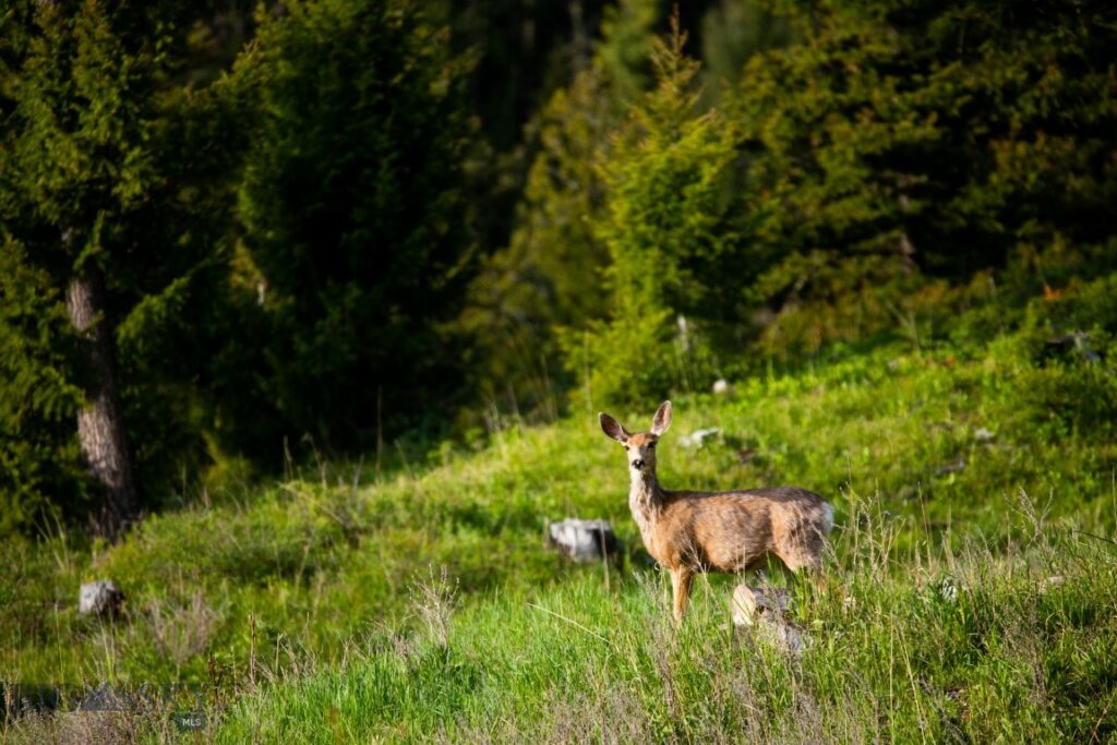 Lot 7 Trout Pond Lane, Big Sky MT 59716