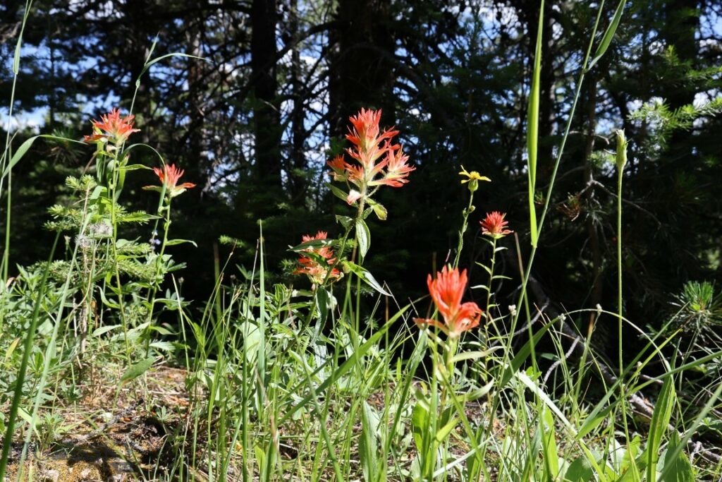 TBD Beehive Basin Road, Big Sky MT 59716