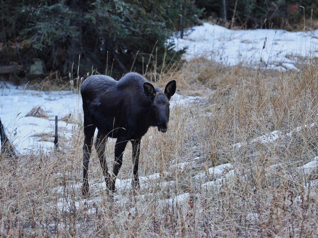 TBD Cheyenne Road, Big Sky MT 59716